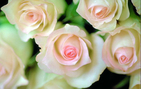 玫瑰花的各种品种的花语