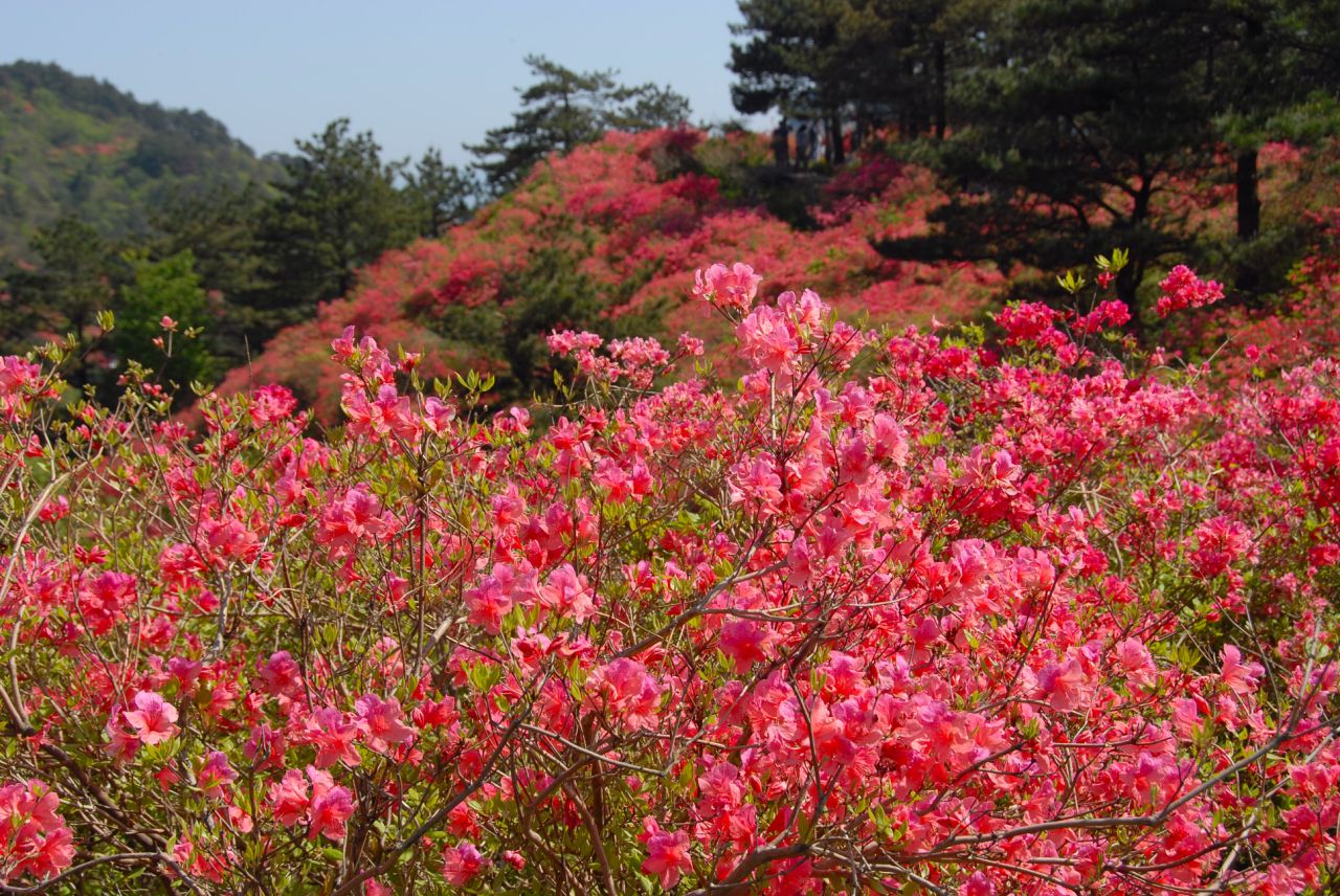 柳州周边春季赏花地点