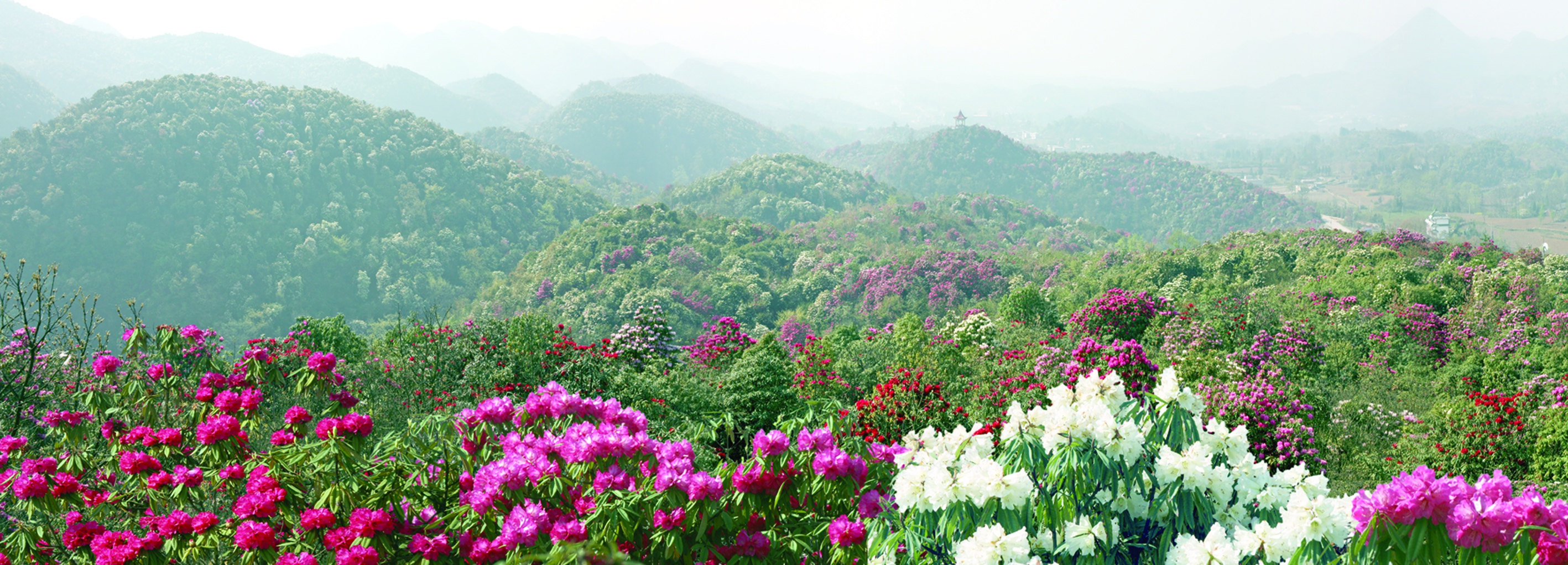 柳州周边春季赏花地点